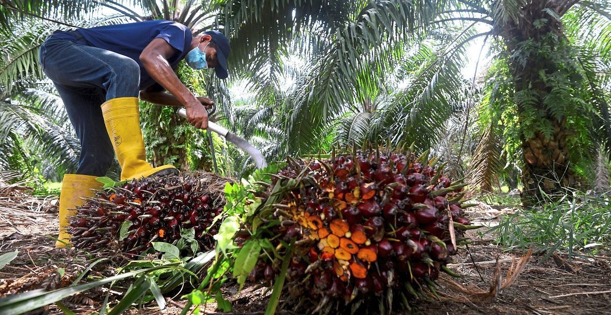 Indonesia cancels plan to send workers to Malaysia’s palm plantations