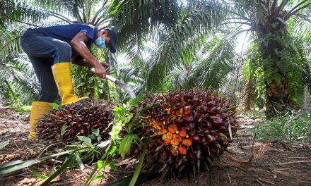 Indonesia cancels plan to send workers to Malaysia’s palm plantations